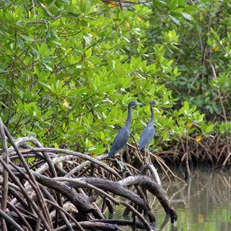 Dominikanische Republik – Mit Sicherheit ein weiteres Karibik-Highlight